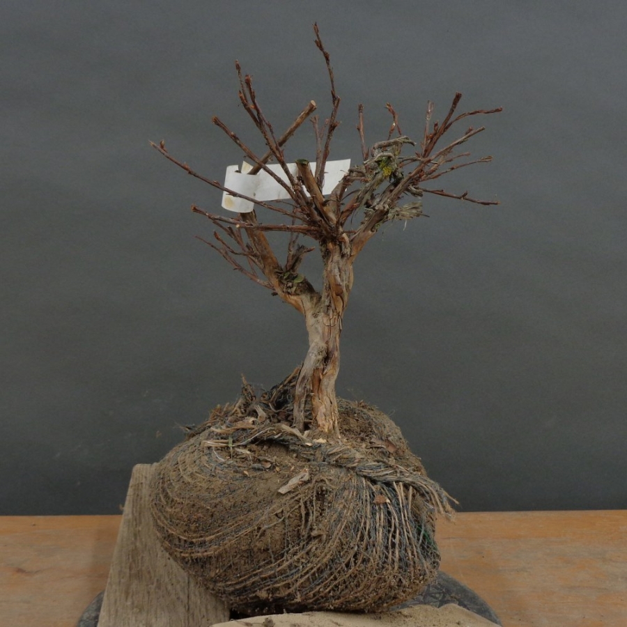 Potentilla, Fingerstrauch, Bonsai